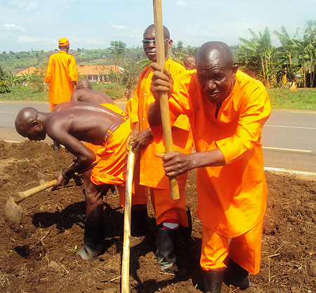 Inmates planting trees yesterday (Photo; S. Rwembeho)