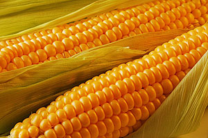 Maize