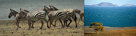 L-R : Zebras at Sibiloi ; Lake Turkana
