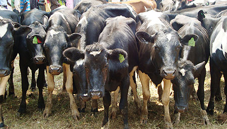 Some of the Freisian cows donated.(Photo S. Rwembeho)