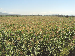 One of ISAR maize plantations in  Musanze district. (Photo. G. Mugoya)