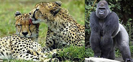L-R : Cheetahs grooming each other ; The mighty Silverback