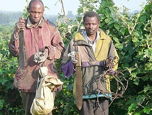 Congolese poachers arrested with snares they had planted within the park.(Photo B. Mukombozi)