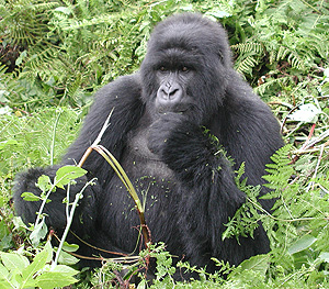 A baby mountain gorilla