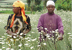 Farmers in Musanze working on pyrethrum plantation (File photo)