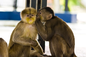 Rumours are mostly baseless loo baa loo blabber!(Net Photo)