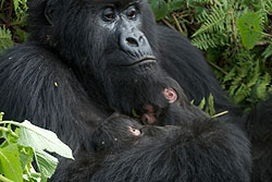 The Gorilla mother cuddling her new born twins (courtesy photo)
