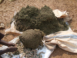 Security officials preparing to set ablaze the impounded drugs.(Photo L. Nakayima) 