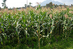 A maize plantation. Farmers in Nyagatare will get market for their maize produce (File Photo)