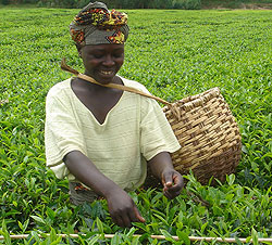 One of the tea plantations in the country. Cabinet recently approved the takeover of Gisovu Tea (File Photo)