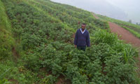 Mukarange Sector Agronomist Ildephonse Ndizihiwe standing in high yied potatoe farms on Sunday. (photo by A.Gahene)