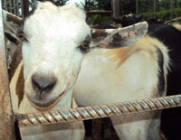 Goats have been used to fight poverty in rural areas. File photo