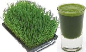 L-R: Wheatgrass being grown; Wheatgrass_juice