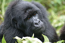 Mountain gorillas have been a major tourist attraction (File Photo)