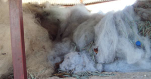 The impounded illegal fishing nets (Photo A. Ngarambe)