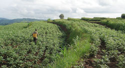 A  farmer spraying his  potatoe farm. weather information from the meteorology  agency will boost the sector (File Photo)