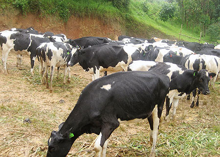 Fresian cows have been donated to vulnerable families to fight poverty. (File photo)
