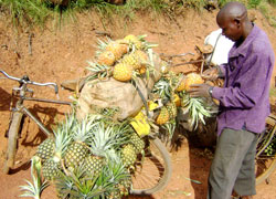 A man transports his pineapple produce. Such traders reap more when reached out by projects like SAF) (file photo)