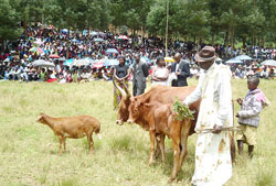 Nyarusange genocide survivors gather for a handover ceremony of livestock (Photo; D. Sabiiti)