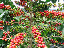 High coffee prices on the international market booste exports ( File Photo)