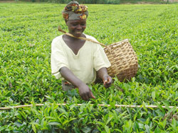 The new association will promote the interests of tea farmers. (File Photo)