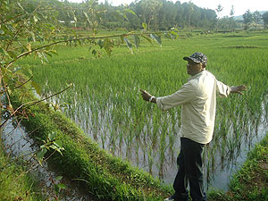 The contaminated rice farmland in Rugeramigozi.(Photo.D. Sabiiti)