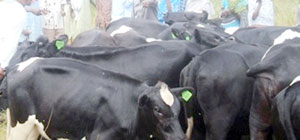 Exotic cows have been donated to many families as part of the Girinka programme. (Photo: D. Ngabonziza)