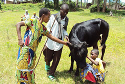 One of the beneficiaries receives her cow. (Courtesy photo).