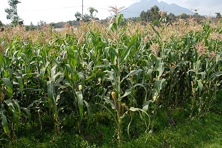 A maize plantation in the Eastern Province. Farmers in the area are set to benefit from a new credit facility (File Photo)