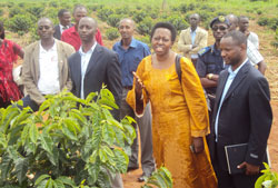 Governor Aisa Kirabo Kacyira and stakeholders from the coffee sector tour coffee farms. Photo by S. Rwembeho.