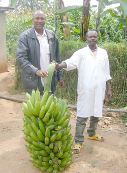 Matooke Farmers. World Bank is calling for improved methods of farming to increase production (File photo)
