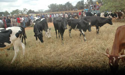 Goodwill; Nyaruguru residents boosted the government programme by contributing 150 cows to their neighbours (File Photo).