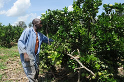 A man tends an orange farm. Fruit collection centres expected to boost revenues (File photo).