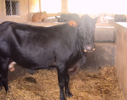 Hundreds of fresian cows have been distributed through  the Girinka programme[1].Photo.Dan Ngabonziza.