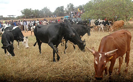 Onlookers during a past Girinka programme; Hundreds of thousands of cows have been given out under the uniquepoverty alleviation programme (File Photo)