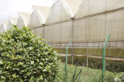 Flower farming; The horticulture sector will be one of the major targeted areas in the forthcoming budget (File Photo)