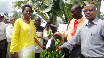 Governor Aisa Kirabo Kacyira, Epaphrodite Rutayisire, a banana farmer and Mayor Protais Murayira admire a giant 150 kg bunch of  bananas. (Photo S Rwembeho)