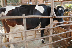 Nagana costs Africa US$ 5 billion in loses (File photo)