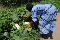 A woman farmer examines pumpkins in her garden. Agronomists have been urged to reach out to farmers in the field (File photo)