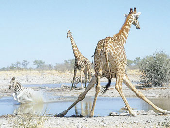 Action at the Watering Hole Etosha National Park Namibia. (Net photo)