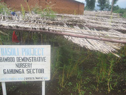 Bamboo cultivation is one of the projects sought for to support residents living near the park (Photo;B. Mukombozi)