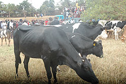 Beneficiaries wait to receive cows through the Girinka Programme (File photo)