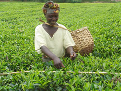 A tea picker in one of the sprawling farms in rural Rwanda.  The Rwanda Tea Industry is eyeing the African market. (File Photo)