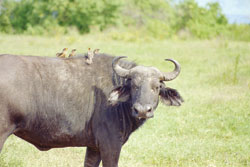 New measures to protect buffalos against poachers (Photo T. Kisambira)