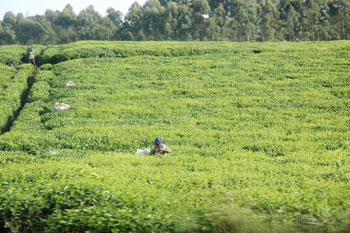 A tea picker in one of the sprawling farms in rural Rwanda. The Rwanda Tea Industry is eyeing the African market. (File Photo)