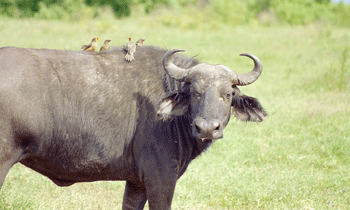 A buffalo in Akagera N.P; Following the electric fencing of the park, animals will no longer stray into residentsu2019 farms. (File Photo)