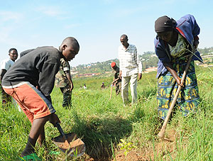 Residents of Ndera Sector, Gasabo District weed young trees planted in Nyandugu to mark the World Environment Day (Photo J Mbanda)