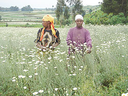  pyrethrum.(File photo)