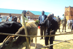 Dr. Innocent Gakwaya and district leaders hand over the heifers to Muhororo genocide survivors. (Photo D.Sabiiti)