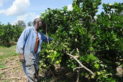 Farmers have been cautioned against quick gains by selling all their produce after harvest (File Photo).